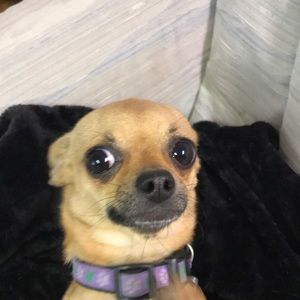 Meet your Posher, Wendy